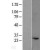 Western Blot: Atg10 Lysate [NBL1-07794] - Western Blot experiments. 
Left-Control; Right -Over-expression Lysate for ATG10